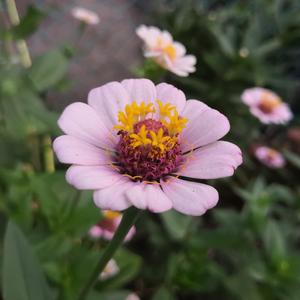 王鸥美女一级毛片
